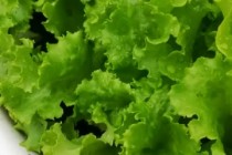 360绿色直播(360绿色直播体育赛事直播)