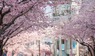 大阪樱花(大阪樱花足球俱乐部)，大阪樱花足球俱乐部，绽放的花朵，大阪樱花足球俱乐部，绽放的花朵