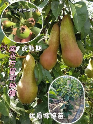 阿巴特(阿巴特香梨百度百科)