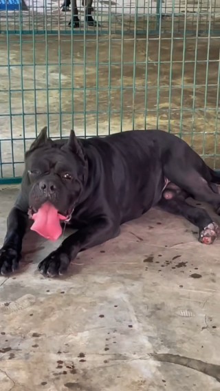卡斯罗犬(卡斯罗犬是烈性犬吗)