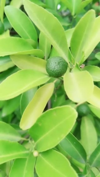 360绿色直播(雨燕360体育免费直播)