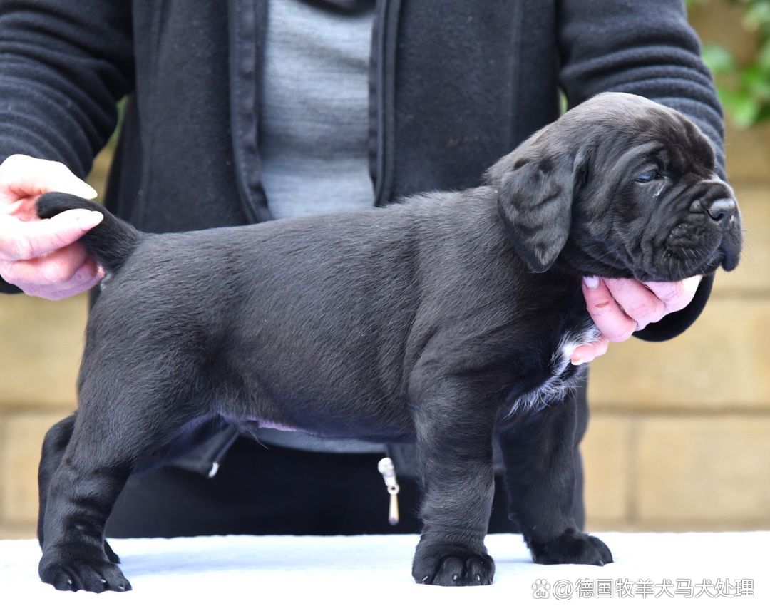 卡斯罗犬(卡斯罗犬的优点和缺点)  第2张